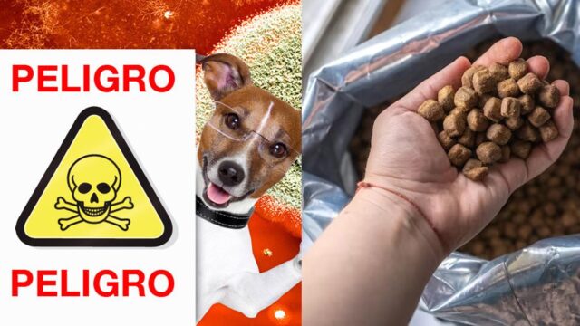 croquetas a granel perros