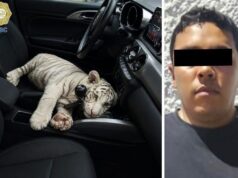 Impactante Detención: Conductor con Cachorra de Tigre de Bengala Blanco en Iztapalapa tigre Iztapalapa detención
